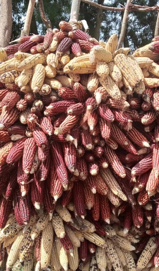 Budi Red Maize_Eastern Equatoria State