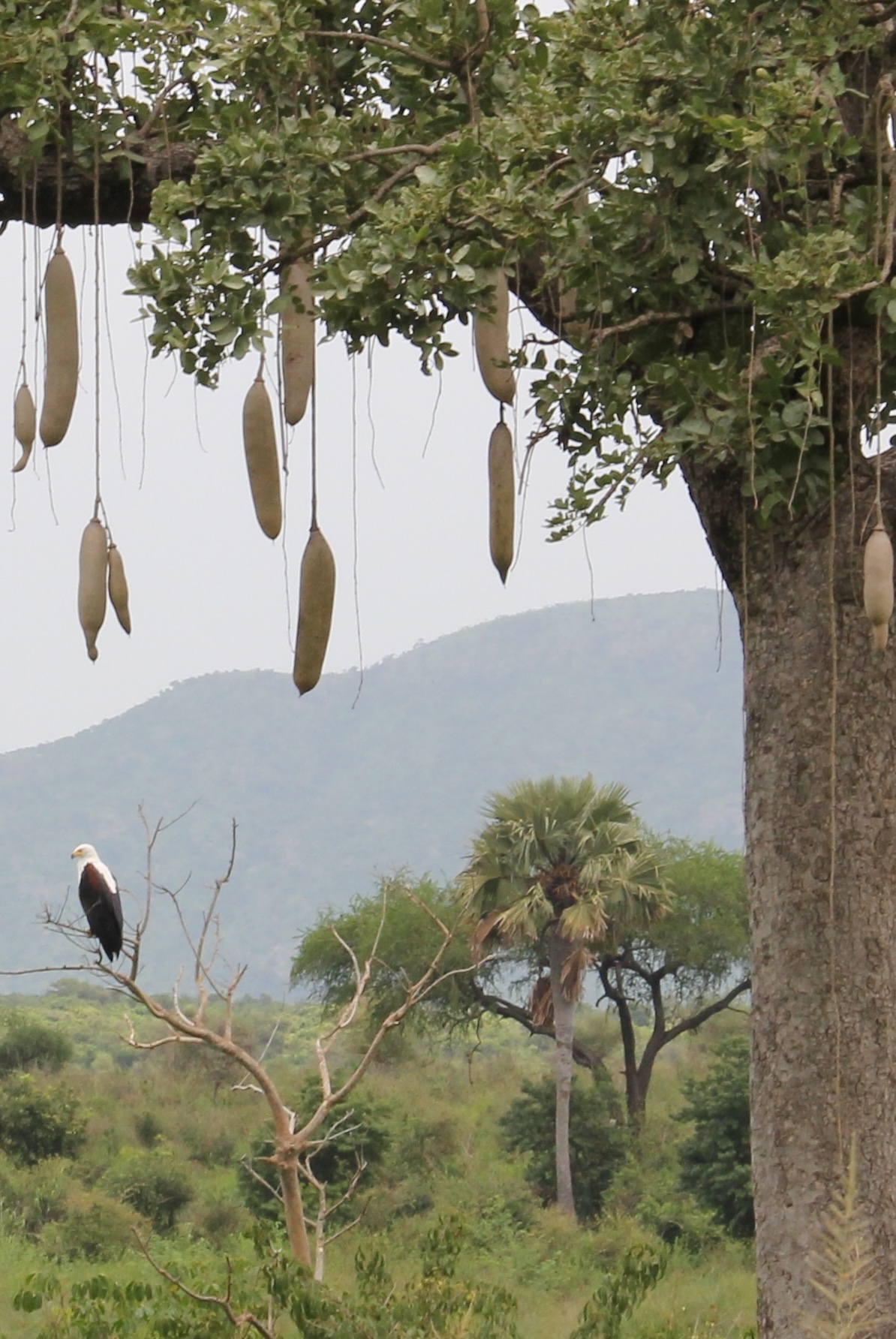 Nimule_Wildlife_Reserve