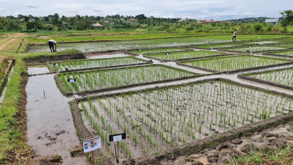 Wet Rice Field_4